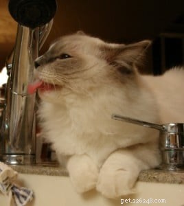 Kočka nepije vodu