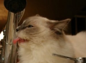 Kočka nepije vodu