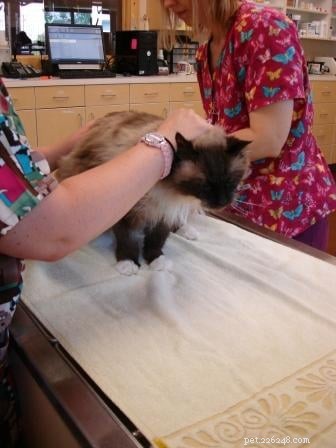 猫の浣腸–必要性、管理、および救済