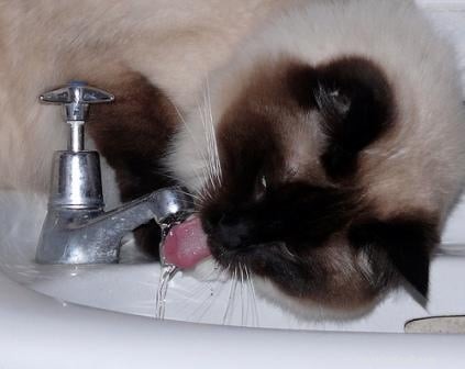 Chat qui boit de l eau