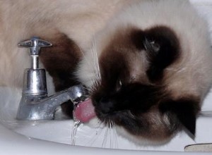 Drinkwater voor katten