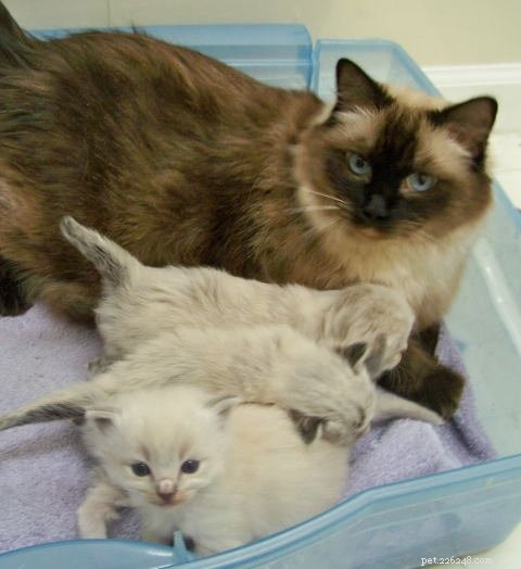 Nieuwe Ragdoll Kittens