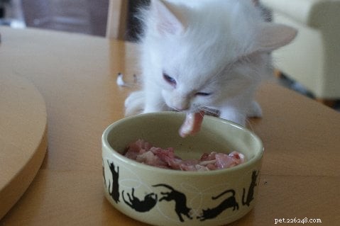 Receitas naturais de comida para gatos