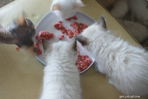 Ricette di cibo naturale per gatti