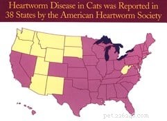 Doença de dirofilariose em gatos
