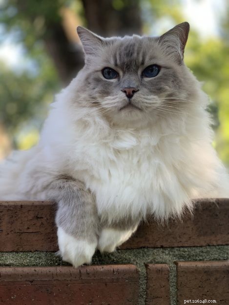 Trigg:un gatto ragdoll con guanti di lince blu