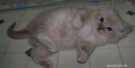 Trigg – 블루스라소니 멧돼지 봉제인형 고양이