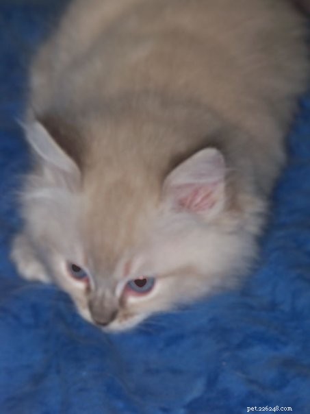 Trigg – um gato ragdoll de lince azul