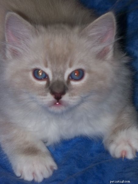 Trigg – ragdoll kočka s modrým rysem v rukavicích