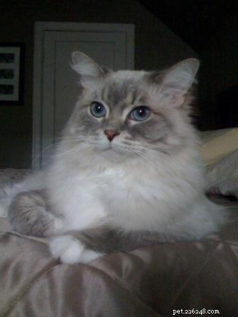 Skyy – un gatto ragdoll con guanti di lince blu