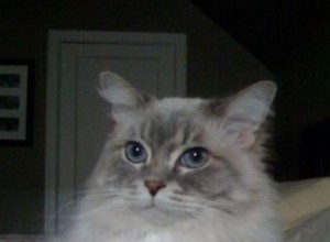 Skyy – Blue Lynx Mitted Ragdoll Cat