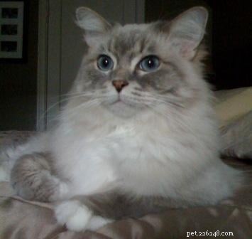 Скай — кошка породы рэгдолл с голубой рысью и мишкой