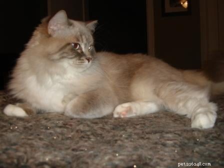 Скай — кошка породы рэгдолл с голубой рысью и мишкой