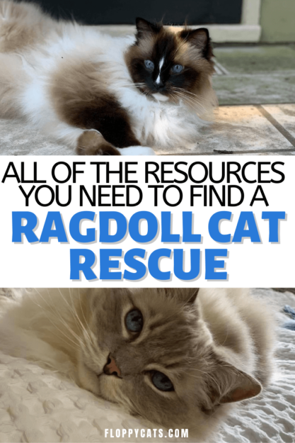 Спасение рэгдолл-котов:список ресурсов, которые помогут найти спасателей рэгдоллов