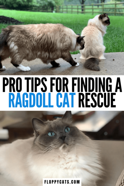 Záchrana kočky Ragdoll:Seznam zdrojů, které vám pomohou najít záchranu kočky Ragdoll