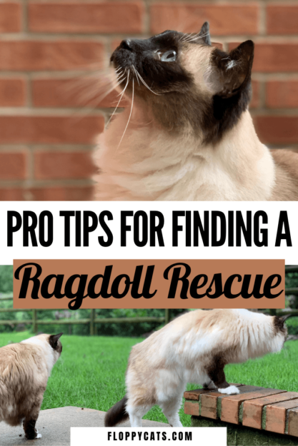 Ragdoll Cat Rescue:lijst met bronnen om een ​​Ragdoll Cat Rescue te vinden