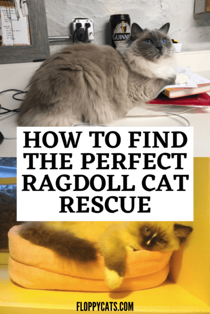 Ragdoll Cat Rescue:Lista de recursos para ajudar a encontrar um Ragdoll Cat Rescue