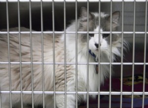 Ragdoll Cat Rescue:lijst met bronnen om een ​​Ragdoll Cat Rescue te vinden