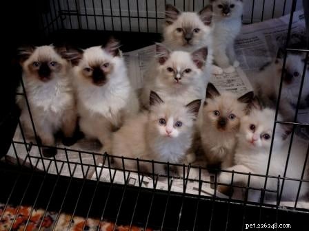 Ragdoll-kittens