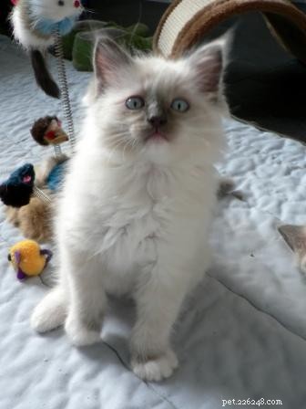 Ragdoll Kitten-foto s
