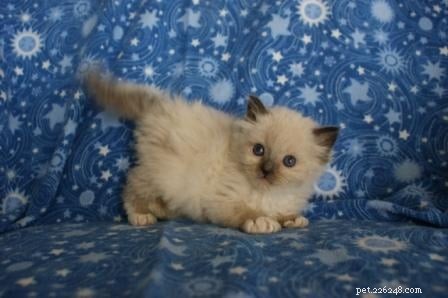 ラグドール子猫の写真 