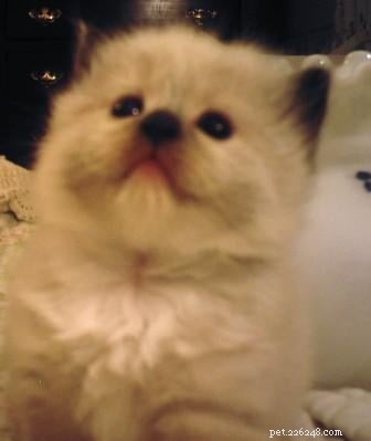 ラグドール子猫の写真 