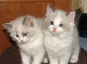 Ragdoll Kitten Care &Ragdoll Cat Tips