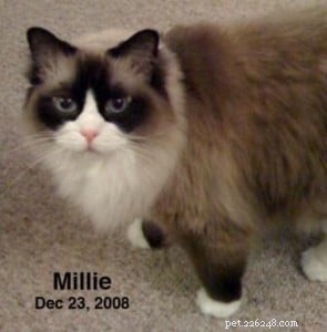 Millie – Ragdoll de la semaine