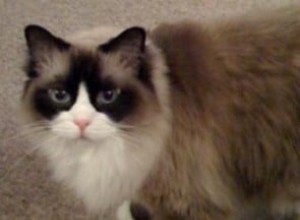 Millie – Ragdoll van de week