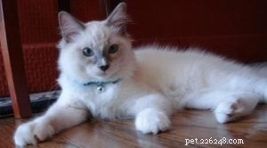 Ragdoll Cat Prince William
