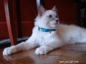 Ragdoll Cat Prins William