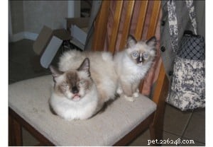 Rose and Dallas – Ragdolls Of The Week