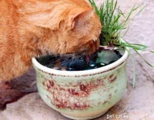 猫の噴水 
