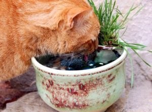 猫の噴水 