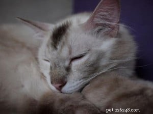 Dr.JennとFloppycats.comの読者のためのラグドール猫の色の変化の問題 