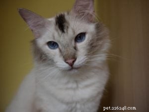 Dr.JennとFloppycats.comの読者のためのラグドール猫の色の変化の問題 