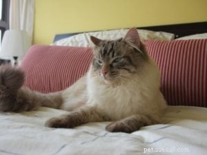 Ragdoll Cat Color Changing-probleem voor Dr. Jenn en Floppycats.com-lezers