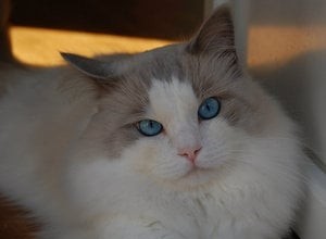 Humphrey – Ragdoll of the Week