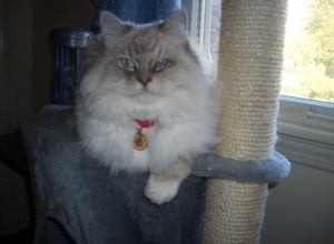 Diamond – Ragdoll of the Week