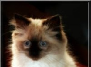 Merlo – Ragdoll van de week