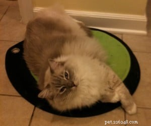 고양이용 침대 – 때로는 배치가 관건