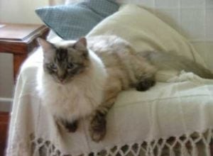 Ragdoll Cat Tabby vs. Lynx in Australië