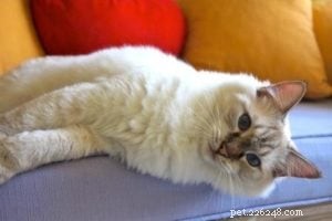 Ragdoll Cat Color Changing Problem – Update!