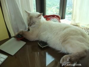 Ragdoll Cat färgbyteproblem – Uppdatera!