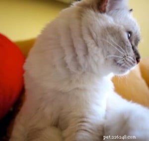 ラグドール猫の色の変化の問題–更新！ 
