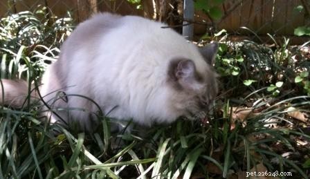 Žere vaše kočka trávu?