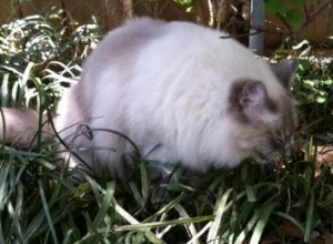 Žere vaše kočka trávu?
