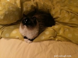 Seu gato adora quando você arruma a cama?