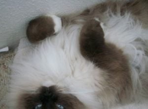 Charlie – Ragdoll van de week