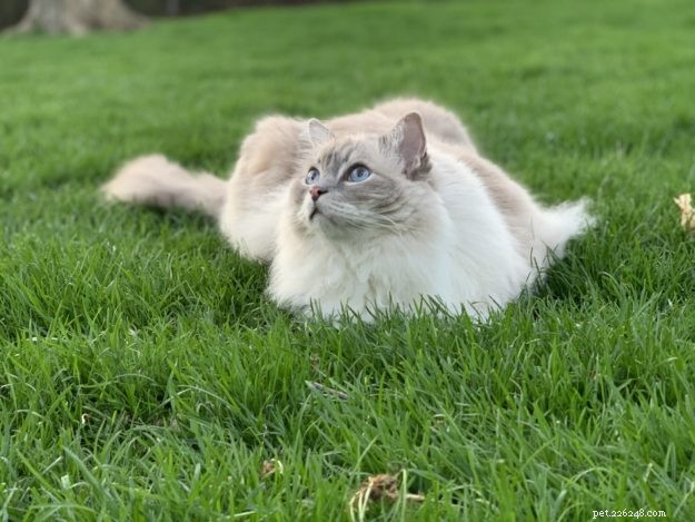 Ragdoll kočky:VŠECHNO, co potřebujete vědět o Ragdoll kočkách a koťatech